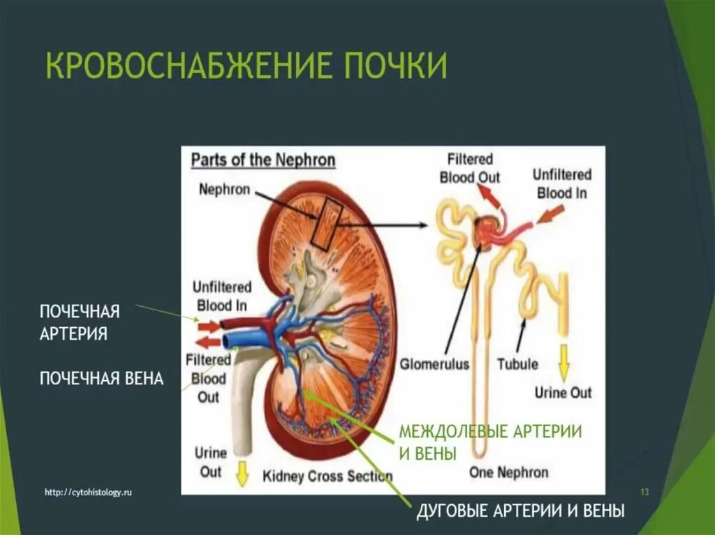 Мочевыделительная система человека. Кровообращение почки. Кровоснабжение почки. Кровоснабжение мочевыделительной системы. Система кровообращения почек