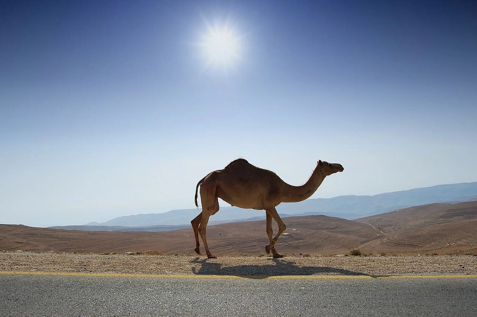 Camel beautiful