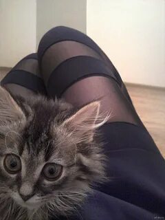 Коты между ног