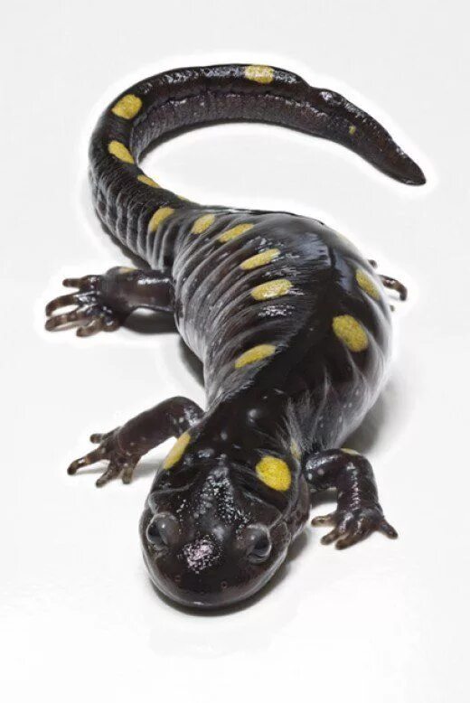 Саламандра самара. The salamander 2021. Саламандра самара. Горная саламандра. Саламандра самара.