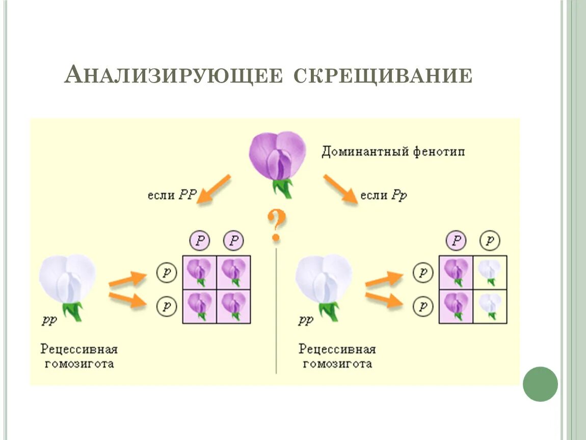 Доминантные и рецессивные группы крови. Анализирующее скрещивание пример. Схема анализирующего скрещивания. Неполное доминирование анализирующее скрещивание. Анализирующее скрещивание фенотип.