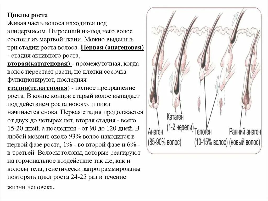 Цикл роста волос. Строение волоса и фазы роста. Стадии роста волос. Цикл роста волоса человека. Рост волоса происходит за счет