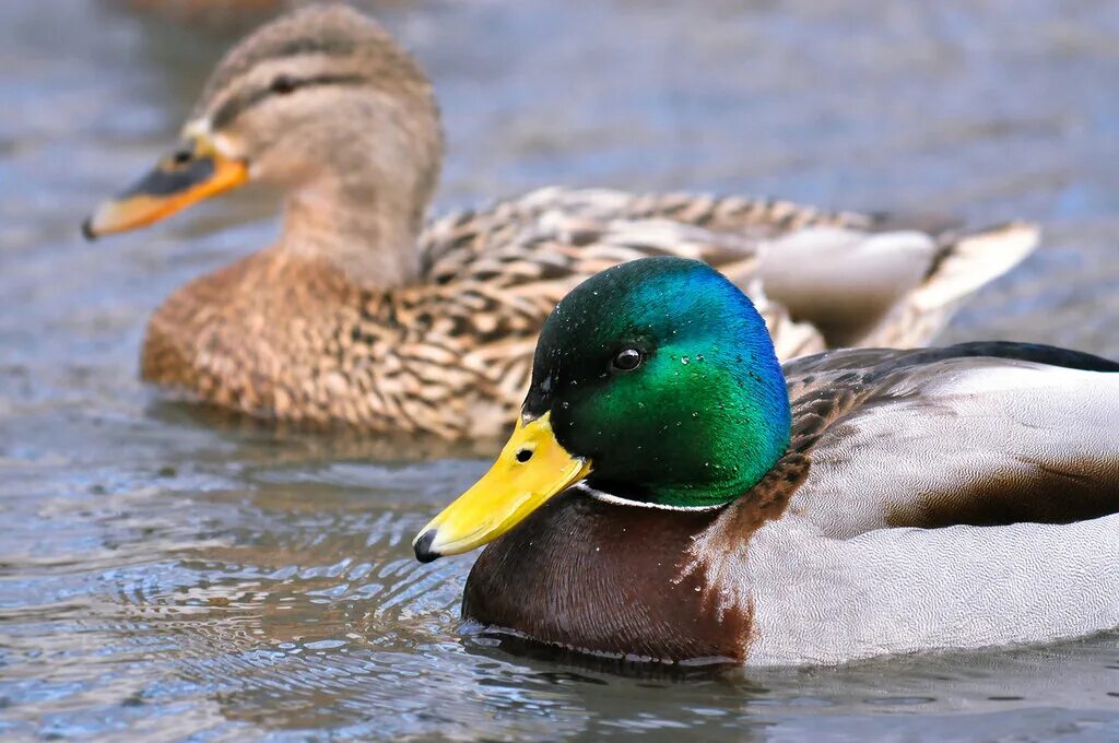 Уши у утки. Крыжень утка. Звуки уток. Обучение звуковому анализу слов детей старшего дошкольного возраста. Утка какой звук.