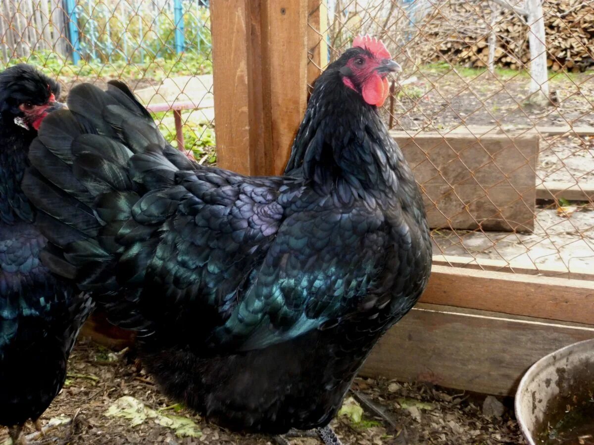 австралорп порода кур. австралорп куры. австралорп черный. австралорп, брама, кохинхин, маран. австралорп порода.