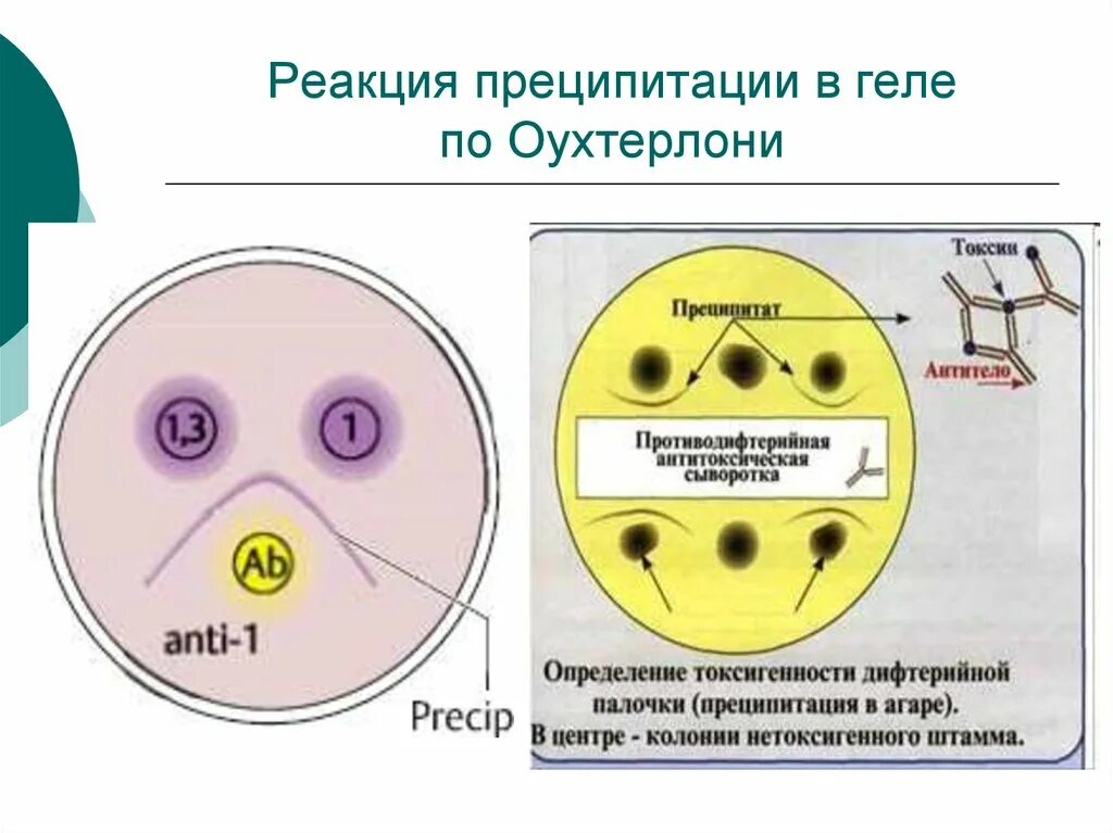 Выберите реакции преципитации. Реакция двойной иммунодиффузии по оухтерлони. реакция преципитации по оухтерлони. преципитация в геле по оухтерлони. реакция преципитации микробиология оухтерлони.
