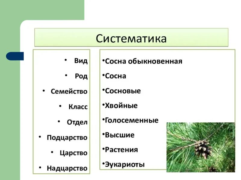 Классификация голосеменных растений схема. Царство растений классы отдел Голосеменные. Отдел Голосеменные систематика. Таксоны голосеменных растений.