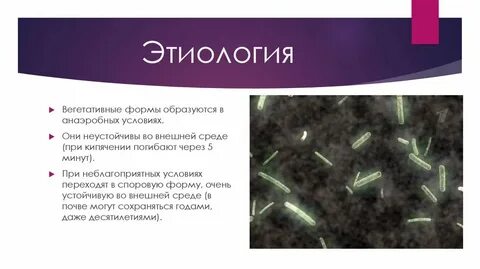 Вегетативные и споровые микроорганизмы