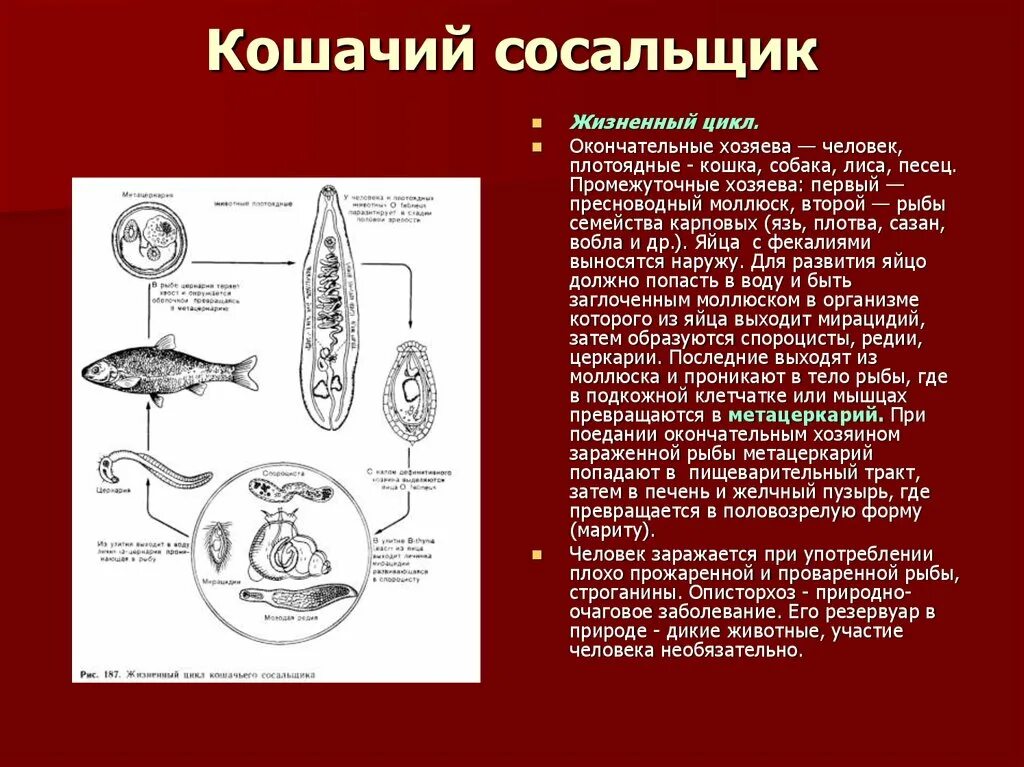 Кошачийсосалшик жизненный цикл. Окончательный хозяин кошачьего сосальщика. Жизненный цикл кошачьего сосальщика схема. Сибирская двуустка жизненный цикл. Сколько промежуточных хозяев имеет кошачий сосальщик