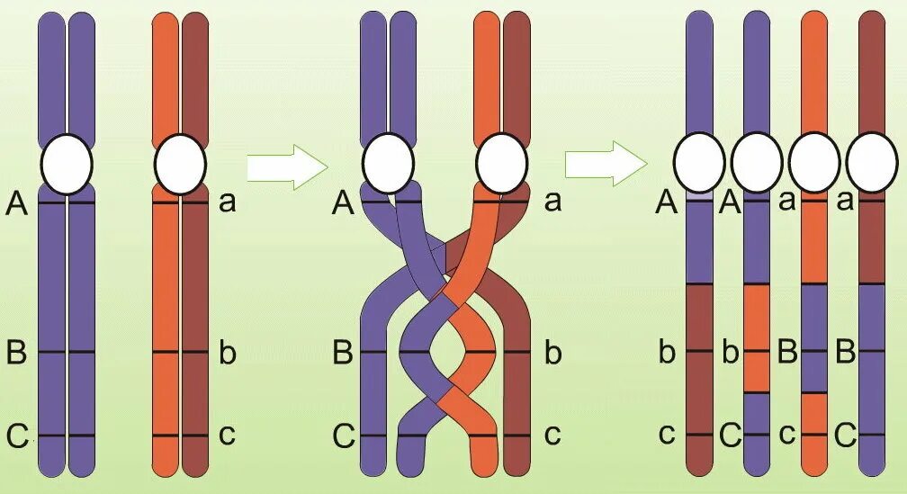 Случайное сочетание негомологичных хромосом в мейозе. Мейоз кроссинговер и конъюгация. Кроссинговер в мейозе. Конъюгация и кроссинговер. Схема кроссинговера хромосом.