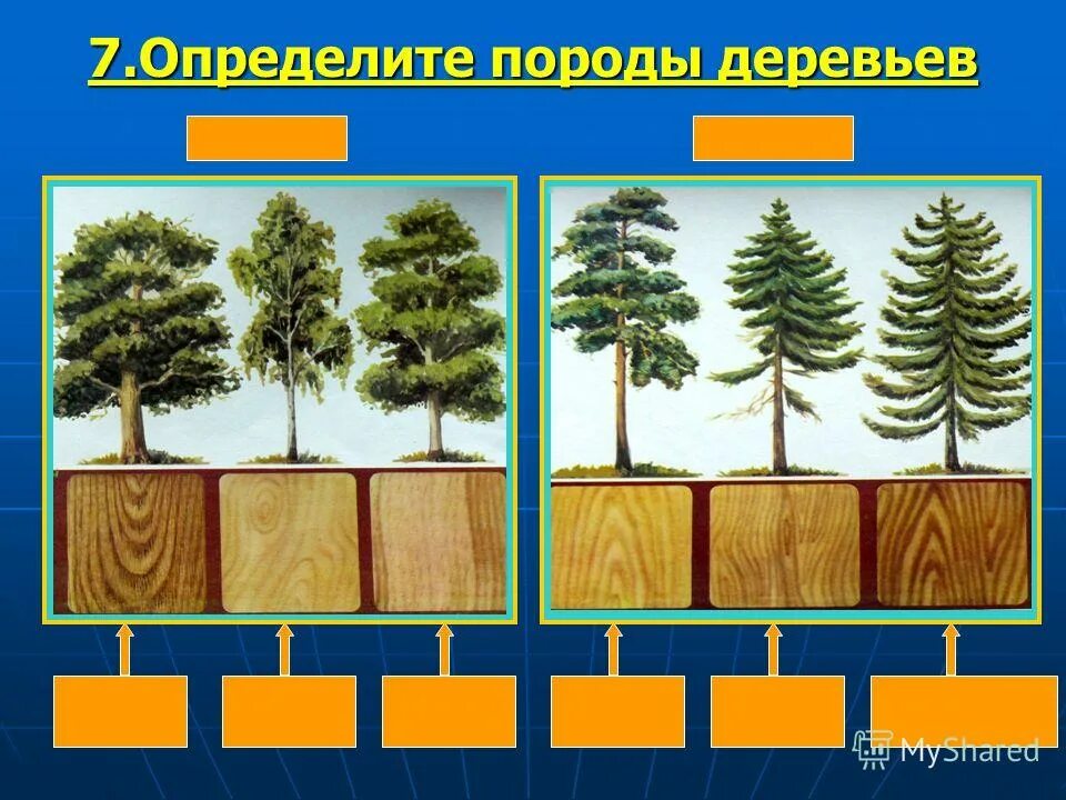 Лиственные породы древесины. Хвойные и лиственные породы древесины. Ценные хвойные породы древесины. Ценные лиственные породы древесины.