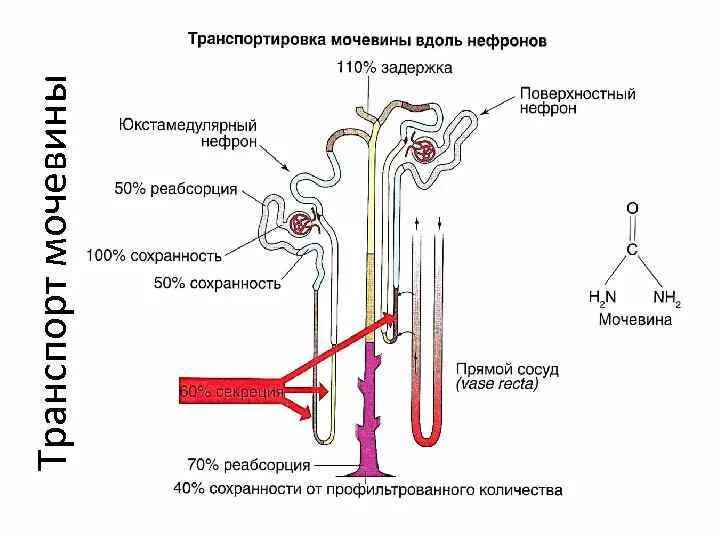 Какие структуры входят в нефрон. Строение нефрона реабсорбция фильтрация. схема реабсорбции в нефроне. секреция и реабсорбция в нефроне схема. схема основных процессов в нефроне.