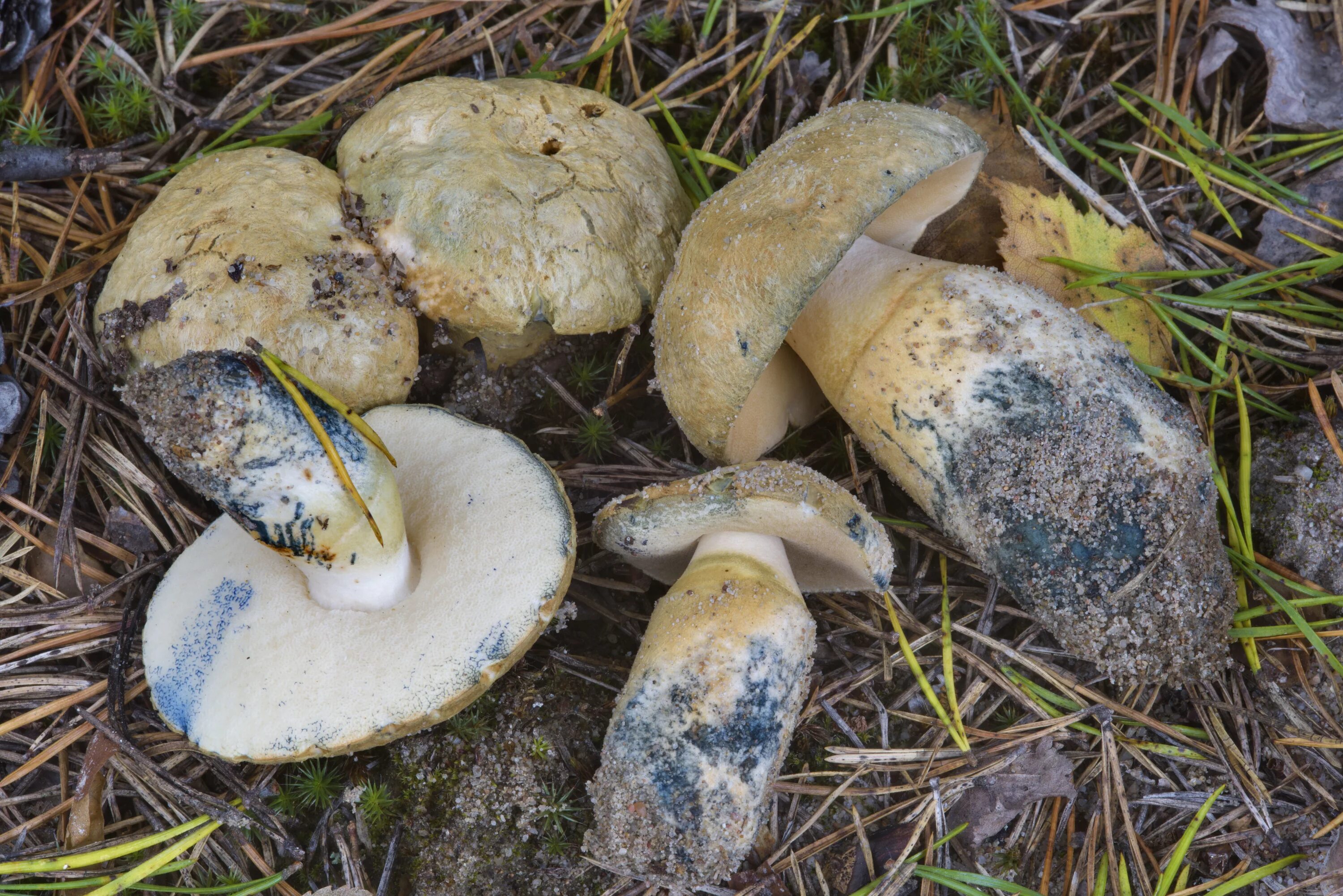Срез грибов. Гриб синяк Гиропорус. Гиропорус синеющий (Gyroporus cyanescens). Гриб Гиропорус синеющий. Гиропорус синеющий, синяк.