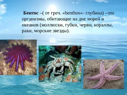 Организмы обитающие на морском дне группа