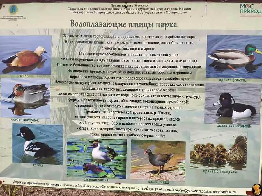 На территории парка живет 850 птиц. Покровское-Стрешнево парк птицы. Водоплавающие птицы в наших парках. Водоплавающие птицы в наших парках СПБ. Птицы парка Покровское Стрешнево