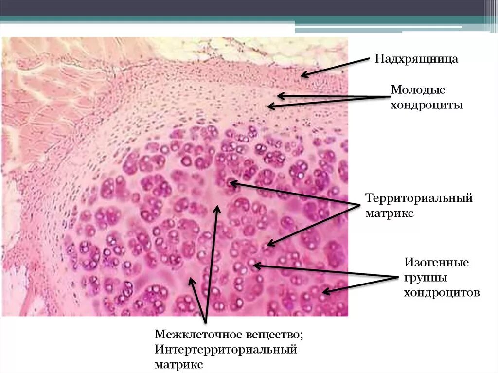 Суставный хрящ какая ткань. Гиалиновый хрящ гистология. Группа гиалинового хряща ткани. Гиалиновый хрящ препарат гистология. Эластический хрящ гистология надхрящница.