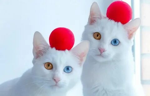 2 белые кошки