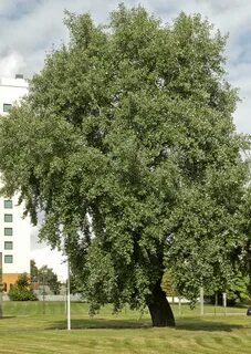 Скарнік