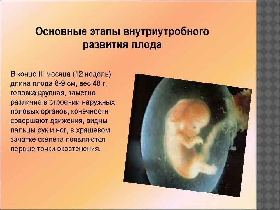Этапы внутриутробного развития. Формирование плода. Внутриутробное развитие плода. Внутриутробное развитие плода по неделям. Плод на 1 неделе беременности