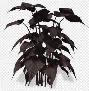 Black plants