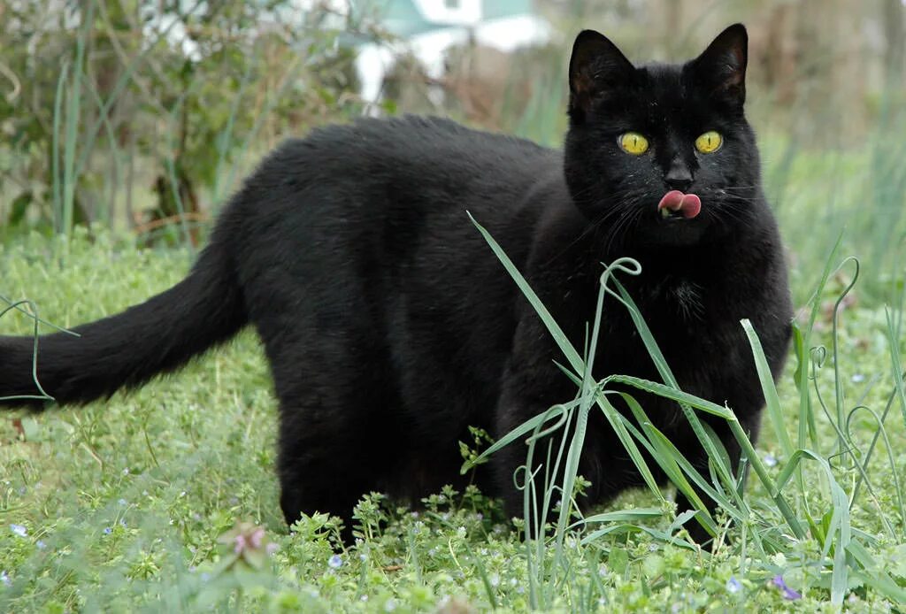 Черная с большими формами. Камышовый кот меланист. Рысь меланист. Камышовый кот меланист черный. Камышовая кошка меланист.