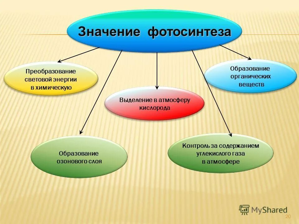роль фотосинтеза для живых организмов. роль фотосинтеза. роль фотосинтеза для живых организмов. значение фотосинтеза кратко. значение фотосинтеза 6 класс биология.
