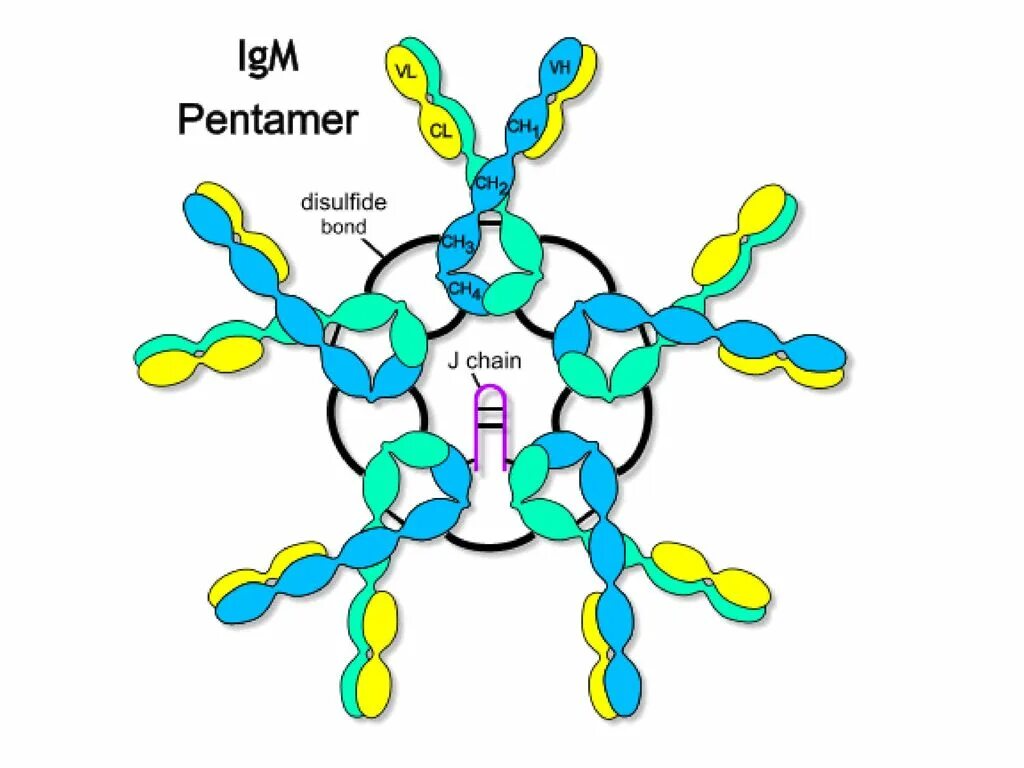 Иммуноглобулины iga igm. IGM строение иммуноглобулина. Строение иммуноглобулина м. IGM — иммуноглобулин класса m. Структура IGM.