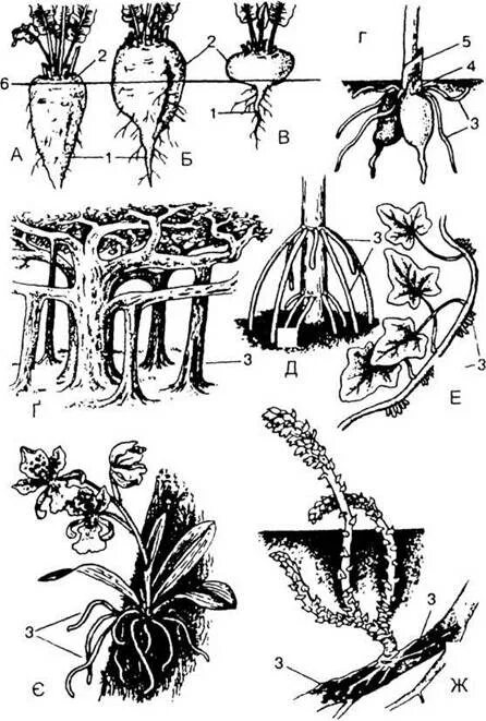 Корневые видоизменения. Метаморфозы корня. Видоизменения корня.