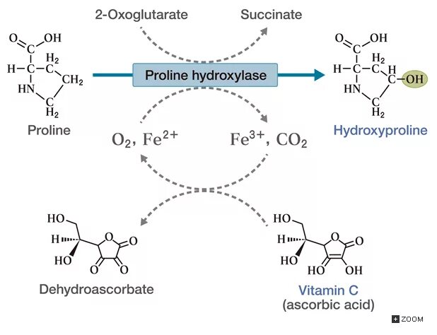 Синтез коллагена витамин. Гидроксипролин Синтез. Гидроксилирование пролина и лизина реакция. Реакция синтеза коллагена с витамином с. Реакция синтеза гидроксипролина.