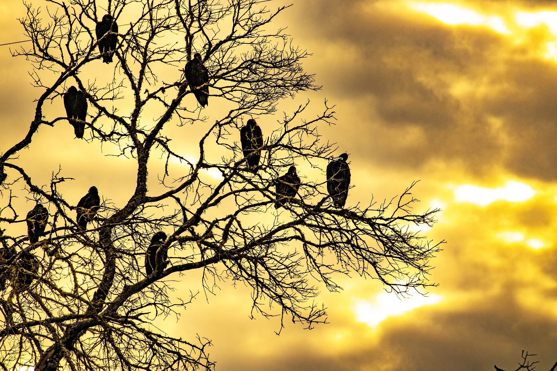Свет птицы на деревьях