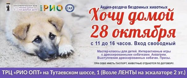 Тула помощь бездомным животным