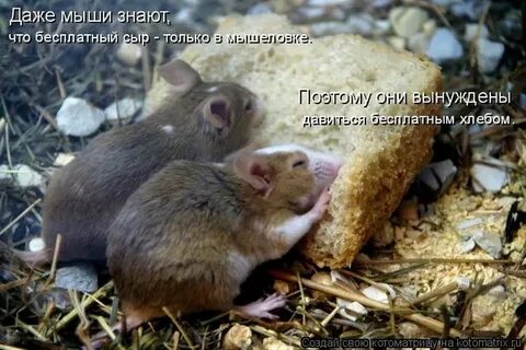 Мышка спряталась под норку и грызет тихонько