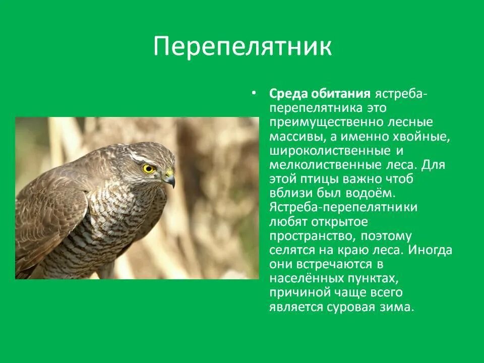 Сокол ястреб коршун орел отличия. Камчатский тетеревятник accipiter gentilis albidus. Ястреб-перепелятник описание. Лунь канюк тетеревятник. Ястреб-тетеревятник.