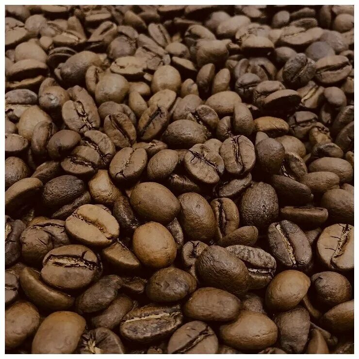 арабика робуста либерика. кофе в зернах arabica. кофе в зернах arabica. зерно арабика и робуста. кофейное дерево робуста вьетнам.