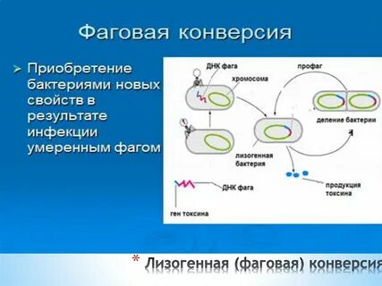 Профаг