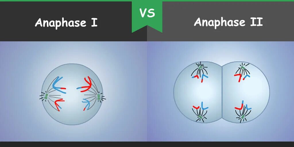 Мейоз анафаза 2 набор хромосом. Анафаза 1 и 2. Anaphase 2. Anaphase i. Anaphase 1 Meiosis.