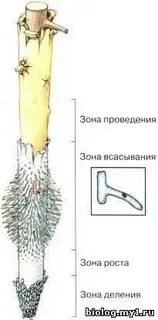 На верхушке корня какая ткань