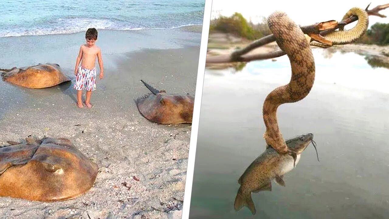 Причины не жить в австралии. Причины поехать в австралию. Страшные вещи в австралии. Обитатели австралии страшные. Почему не стоит ехать в австралию.