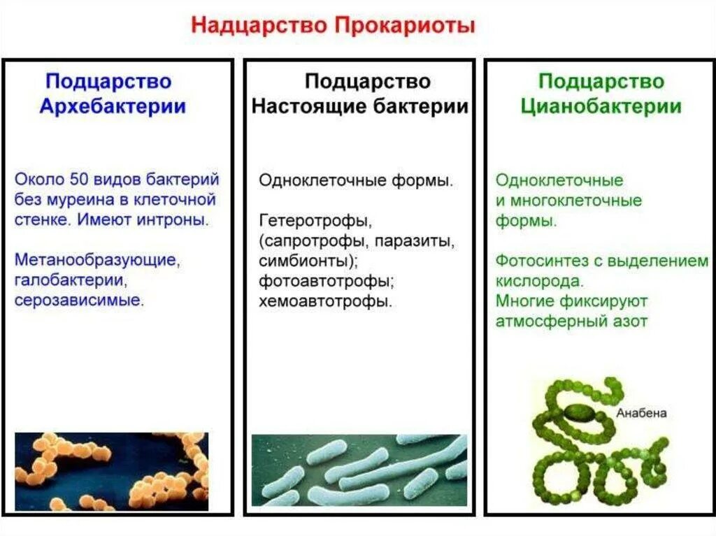 Прокариоты основной признак. . Классификация царства бактерий Надцарство. Царство бактерии классификация схема. Классификация бактерий настоящие бактерии. Классификация бактерий архебактерии.