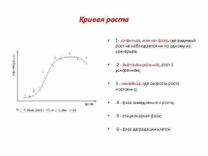 Видимый рост. Формула, определяющая увеличение оптического микроскопа. Видимый рост. Целое состояние. Видимый рост.