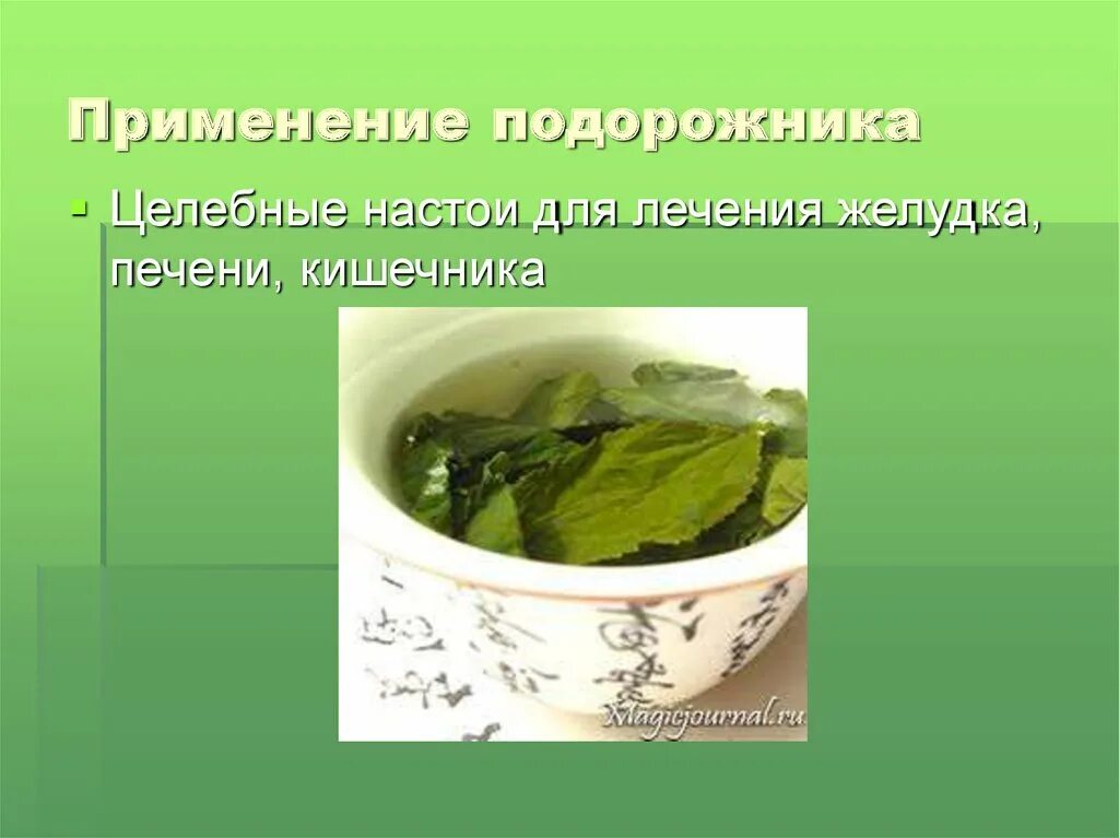 Подорожник. Подорожник лекарственный. Подорожник лекарственное растение. Подорожник лечебные свойства. Лечение желудка подорожником