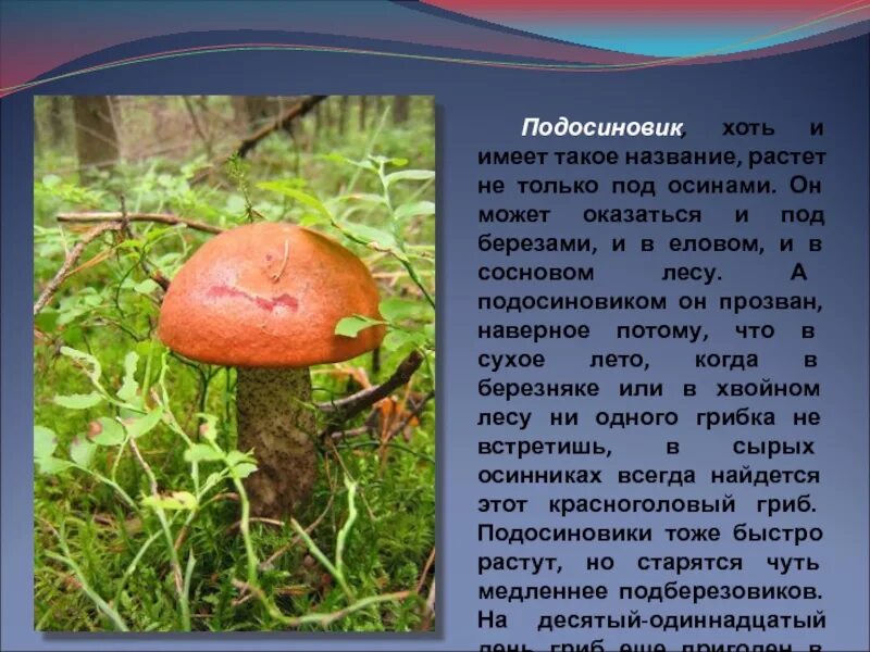 Под березой под осиной