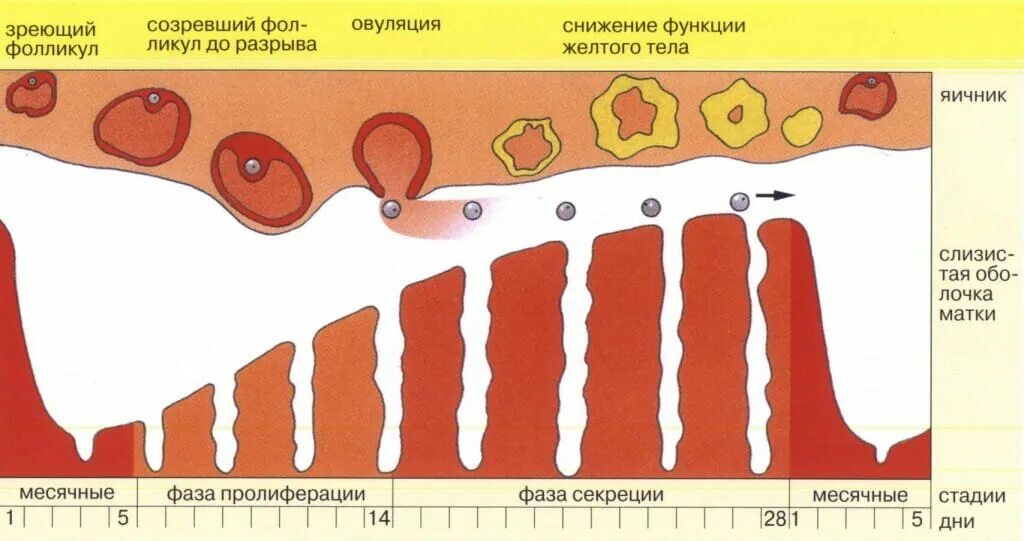 Ранняя стадия секреции эндометрия. Менструальный цикл. Овуляция. Выделения в менструальном цикле. Выделение по циклу месячных.