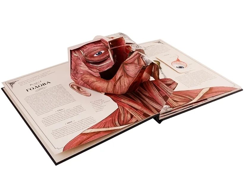 Книга тело человека ричард уолкер. Тело человека интерактивная книга-панорама ричард уолкер. Интерактивная книга человек. Тело человека интерактивная книга-панорама ричард уолкер. Интерактивная книга человек.