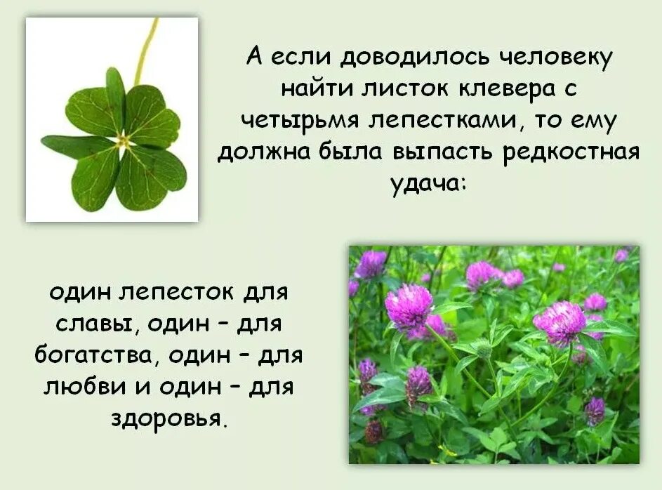 К какой жизненной форме относится клевер. Травянистые растения луга клевер. клевер луговой описание растения для детей. клевер красный луговой описание для детей 1 класса. клевер описание растения 2 класс.