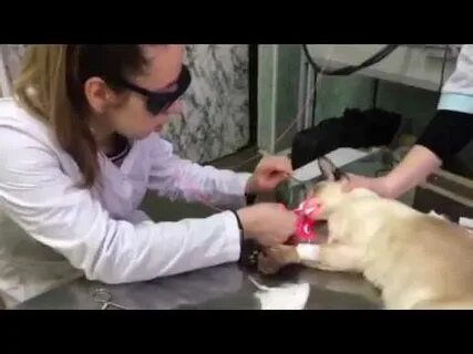 Исследование систем животного