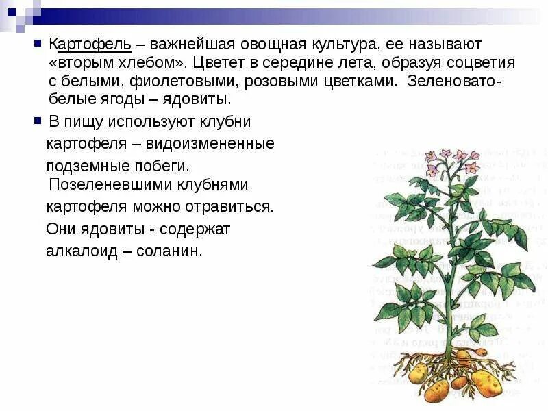 Что потребляют в пищу у картофеля. Пасленовые картофель ягода. Овощная культура картофель. Соцветие картофеля. Ядовитые культурные растения.