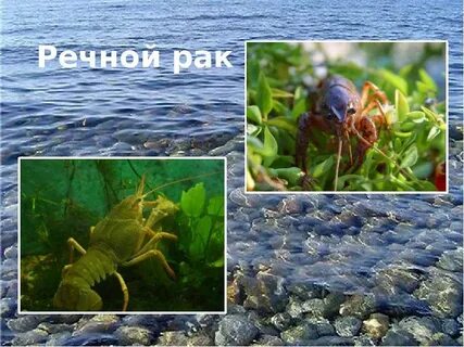 Ракообразные пресных вод