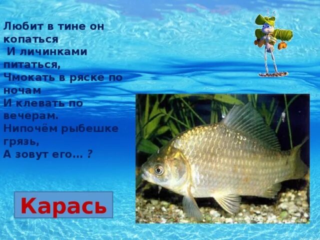 Кто такие рыбы 1 класс окружающий мир. Кто такие рыбы 1 класс школа России. Рыба в Тине. Карась питается ряской.