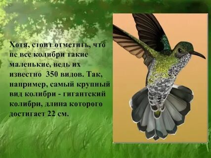 Колибри текст