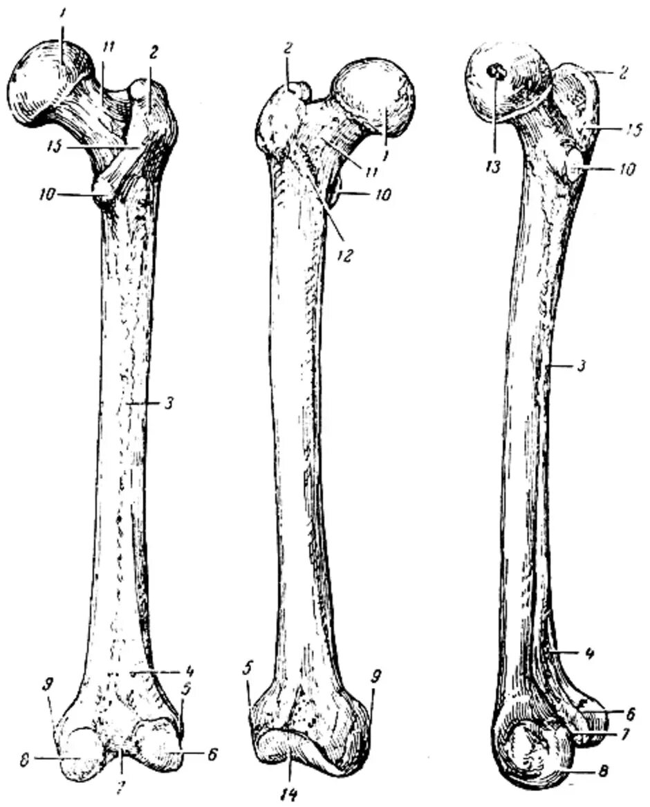 Бедренная кость анатом. Бедренная кость анатомия Синельников. Бедренная кость анатомия скелет. Бедренная кость анатомия строение.